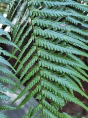 Cyathea