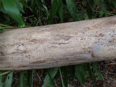Scolytus