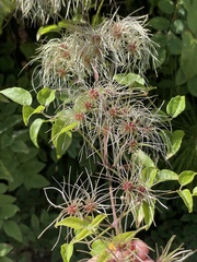 Clematis vitalba