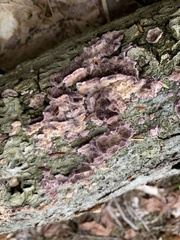 Trichaptum biforme