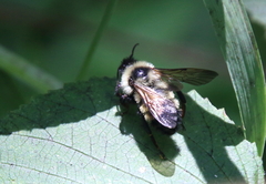 Bombus citrinus