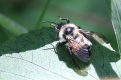 Bombus citrinus