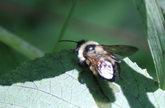 Bombus citrinus