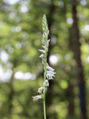 Spiranthes lacera gracilis