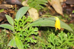 Gesneriaceae