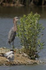 Egretta rufescens