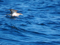 Calonectris diomedea