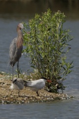 Egretta rufescens
