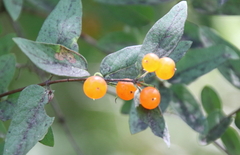 Lonicera tatarica