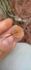 Conocybe tenera