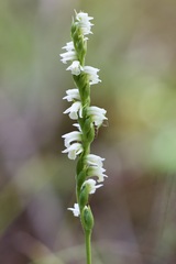 Spiranthes casei casei