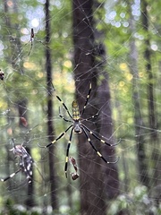 Trichonephila clavata