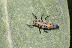 Cycloneda sanguinea