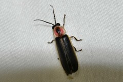 Photinus