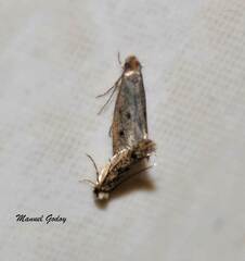 Tineinae