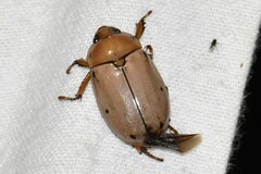 Pelidnota punctata