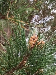 Pinus radiata