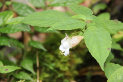 Balsaminaceae