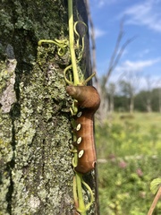 Eumorpha pandorus