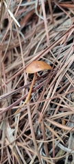 Conocybe tenera