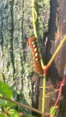 Eumorpha pandorus