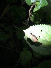 Xenocatantops brachycerus