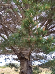 Pinus radiata