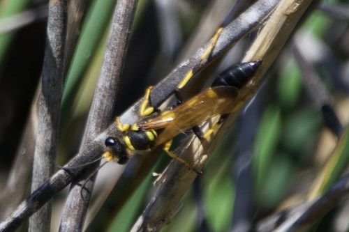 iNaturalist observation photo of Yellow-legged Mud-dauber Wasp
