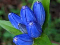 Gentiana