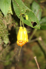 Gesneriaceae