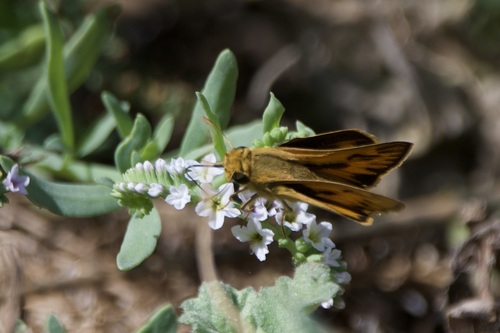 iNaturalist observation photo of Fiery Skipper