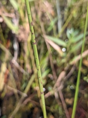Xyris fimbriata