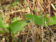 Macrohaltica transversa