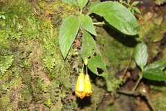 Gesneriaceae