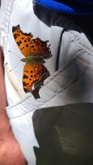 Polygonia