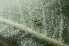 Cycloneda sanguinea