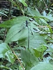 Pelecinus polyturator