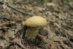 Gyroporus cyanescens