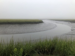 Sporobolus alterniflorus