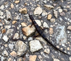 Tropidophorus sinicus