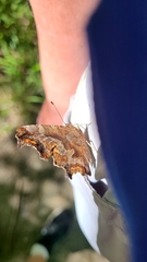 Polygonia
