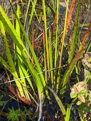 Xyris fimbriata