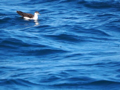 Puffinus lherminieri