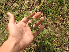 Sphaeralcea bonariensis