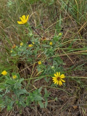 Heterotheca ballardii