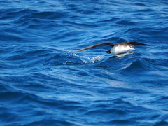 Puffinus lherminieri