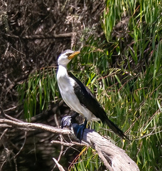 Microcarbo melanoleucos