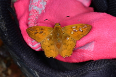 Myscelus amystis epigona