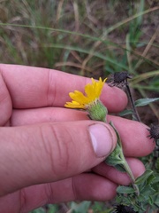 Heterotheca ballardii