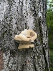 Climacodon septentrionalis